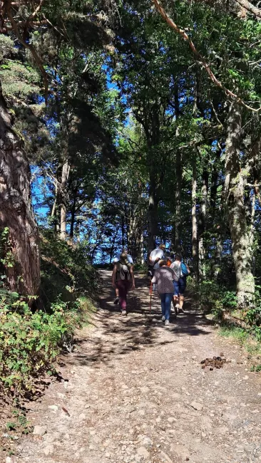 Marcheurs sur un chemin forestier pour le retour