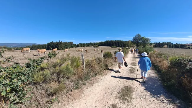 Marcheurs de dos sur un chemin de campagne, des vaches dans le pré