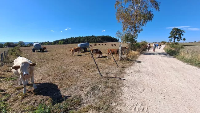 Vaches et abreuvoirs le long du chemin, le groupe au loin