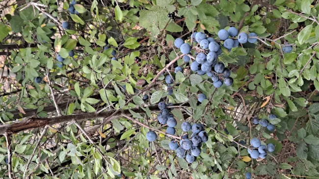 Grappes de prunelles bleu foncé sur un prunellier au bord du chemin.