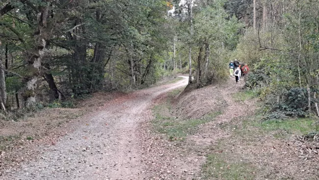 Les marcheurs empruntent un chemin forestier qui se sépare en deux.