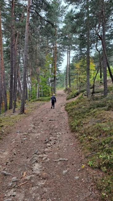 Un marcheur s'éloigne sur un chemin au milieu des pins.
