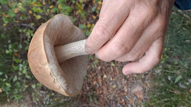 Un bolet du bouleau fraîchement ramassé est présenté à la main.