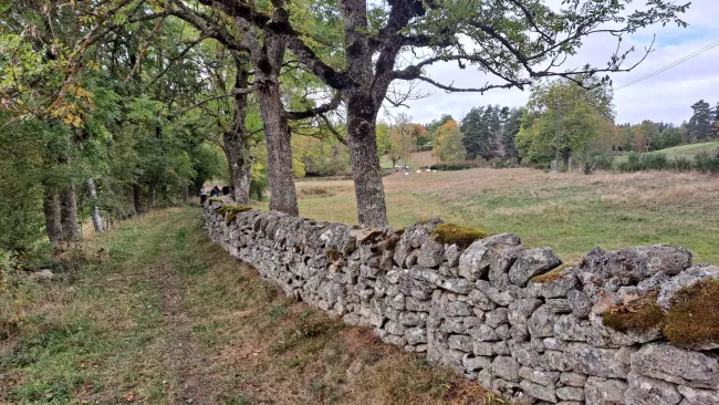 Sentier herbeux longeant un muret de pierre sèche sous de grands chênes.