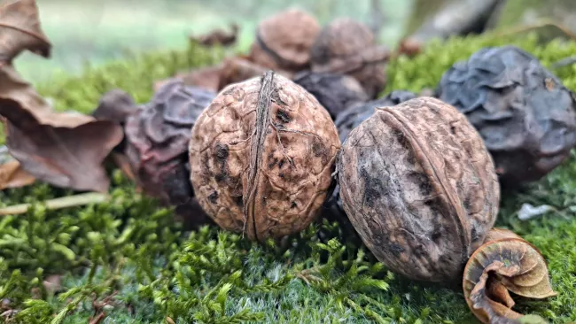 Noix tombées au sol, posées sur un tapis de mousse.