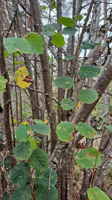 Feuilles de noisetier éclairées dans le sous-bois.