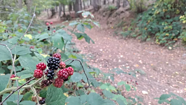 Mûres à différents stades de maturité au bord du chemin.