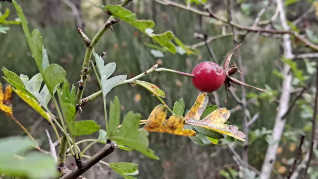 Un cynorhodon rouge encore seul sur son églantier.