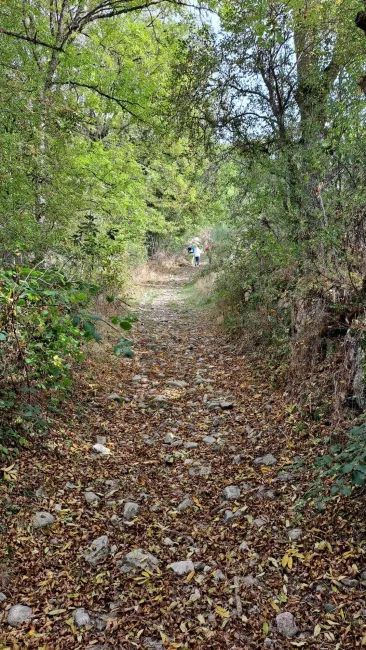 Petit sentier d'automne couvert de feuilles au milieu des arbres.