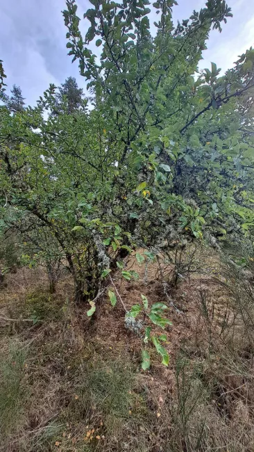 Vieux pommier chargé de quelques fruits au bord du chemin.